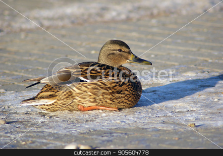 To use this stock image in your creative project, please select the size you need over to the right and click the "Add to Cart" button.
Your downloaded image will come with the Cutcaster watermark removed so don’t worry about the watermark you see on this page. Duck mallard sits stock photo, Female mallard duck sits on the sidewalk. Selective focus. by Veresovich