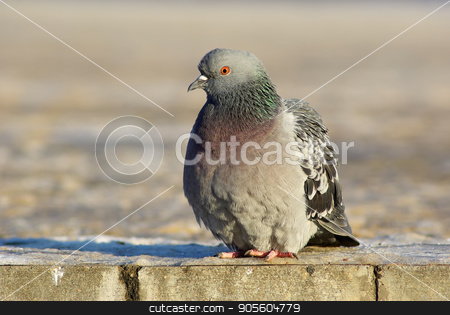 To use this stock image in your creative project, please select the size you need over to the right and click the "Add to Cart" button.
Your downloaded image will come with the Cutcaster watermark removed so don’t worry about the watermark you see on this page. Dove on the sidewalk stock photo, Urban pigeon. Dove sits on the sidewalk. Selective focus. by Veresovich