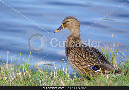 To use this stock image in your creative project, please select the size you need over to the right and click the "Add to Cart" button.
Your downloaded image will come with the Cutcaster watermark removed so don’t worry about the watermark you see on this page. Duck mallard on shore stock photo, Female mallard duck on shore against blue water background. Selective focus. by Veresovich