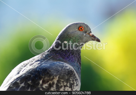 To use this stock image in your creative project, please select the size you need over to the right and click the "Add to Cart" button.
Your downloaded image will come with the Cutcaster watermark removed so don’t worry about the watermark you see on this page. Pigeon on green background stock photo, Beautiful urban pigeon on green bokeh background. One dove outdoors. Selective focus. by Veresovich