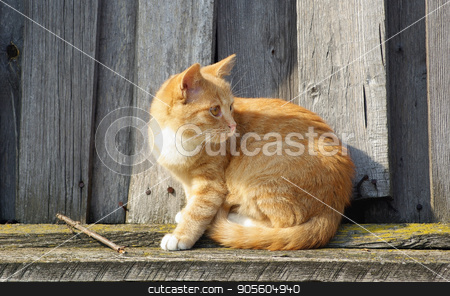 To use this stock image in your creative project, please select the size you need over to the right and click the "Add to Cart" button.
Your downloaded image will come with the Cutcaster watermark removed so don’t worry about the watermark you see on this page. Cat and wood fence stock photo, Ginger tabby cat sitting on wood fence background. by Veresovich