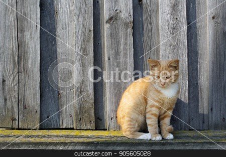 To use this stock image in your creative project, please select the size you need over to the right and click the "Add to Cart" button.
Your downloaded image will come with the Cutcaster watermark removed so don’t worry about the watermark you see on this page. Ginger tabby cat stock photo, Ginger tabby cat sitting against the background of the wood fence. by Veresovich