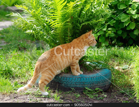 To use this stock image in your creative project, please select the size you need over to the right and click the "Add to Cart" button.
Your downloaded image will come with the Cutcaster watermark removed so don’t worry about the watermark you see on this page. Cat and ferns stock photo, Ginger tabby cat cat plays in green ferns by Veresovich