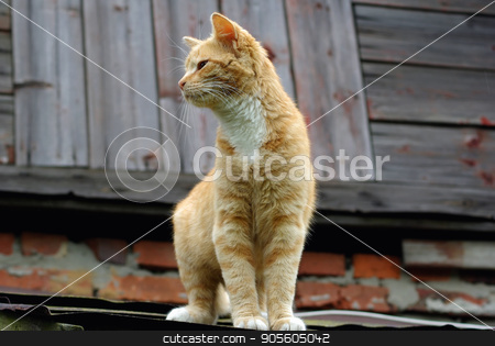 To use this stock image in your creative project, please select the size you need over to the right and click the "Add to Cart" button.
Your downloaded image will come with the Cutcaster watermark removed so don’t worry about the watermark you see on this page. Cat on the roof stock photo, Ginger tabby cat sitting on the roof of an old wooden house. Selective focus. by Veresovich