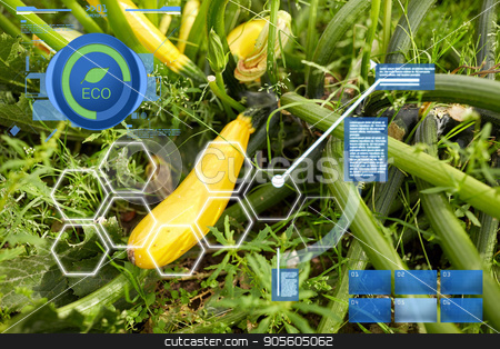 To use this stock image in your creative project, please select the size you need over to the right and click the "Add to Cart" button.
Your downloaded image will come with the Cutcaster watermark removed so don’t worry about the watermark you see on this page. squashes on summer garden bed stock photo, agriculture, gardening and organic farming concept - squashes on summer garden bed by Syda Productions