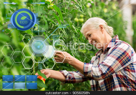 To use this stock image in your creative project, please select the size you need over to the right and click the "Add to Cart" button.
Your downloaded image will come with the Cutcaster watermark removed so don’t worry about the watermark you see on this page. senior woman growing tomatoes at farm greenhouse stock photo, organic farming, gardening, agriculture, old age and people concept - senior man or farmer growing tomatoes at greenhouse on farm by Syda Productions