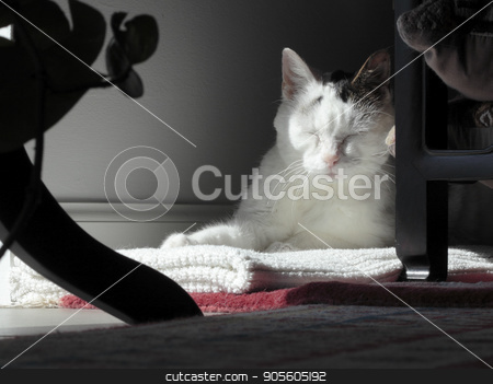 To use this stock image in your creative project, please select the size you need over to the right and click the "Add to Cart" button.
Your downloaded image will come with the Cutcaster watermark removed so don’t worry about the watermark you see on this page. Kitty Cat Sleeping in a Quiet Corner stock photo, Female adult cat with eyes closed sleeping in a shady corner with front sunlight. Mostly white mature feline resting in a dark home corner with light on her face. by Lee Serenethos