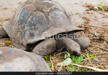 To use this stock image in your creative project, please select the size you need over to the right and click the "Add to Cart" button.
Your downloaded image will come with the Cutcaster watermark removed so don’t worry about the watermark you see on this page. giant tortoises outdoors on seychelles stock photo, animals, fauna and nature concept - giant tortoises outdoors on seychelles by Syda Productions