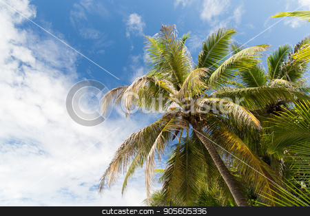 To use this stock image in your creative project, please select the size you need over to the right and click the "Add to Cart" button.
Your downloaded image will come with the Cutcaster watermark removed so don’t worry about the watermark you see on this page. palm trees over blue sky stock photo, nature and summer concept - palm trees over blue sky by Syda Productions