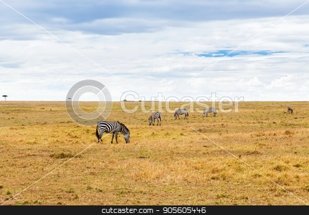 To use this stock image in your creative project, please select the size you need over to the right and click the "Add to Cart" button.
Your downloaded image will come with the Cutcaster watermark removed so don’t worry about the watermark you see on this page. zebras grazing in savannah at africa stock photo, animal, nature and wildlife concept - zebras grazing in maasai mara national reserve savannah at africa by Syda Productions