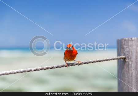 To use this stock image in your creative project, please select the size you need over to the right and click the "Add to Cart" button.
Your downloaded image will come with the Cutcaster watermark removed so don’t worry about the watermark you see on this page. red fody sitting on rope at seaside stock photo, birds and wildlife concept - red fody sitting on rope at seaside by Syda Productions