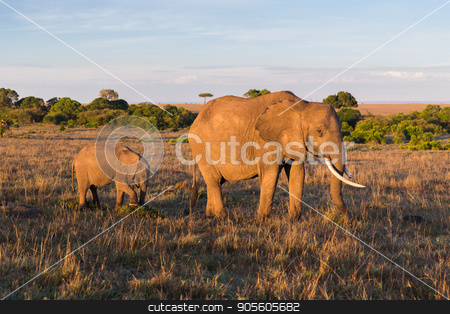 To use this stock image in your creative project, please select the size you need over to the right and click the "Add to Cart" button.
Your downloaded image will come with the Cutcaster watermark removed so don’t worry about the watermark you see on this page. elephant with baby or calf in savannah at africa stock photo, animal, nature and wildlife concept - elephant with baby or calf walking in maasai mara national reserve savannah at africa by Syda Productions