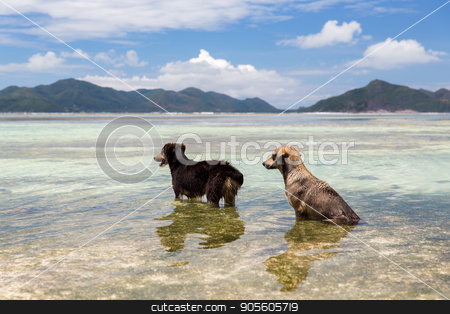 To use this stock image in your creative project, please select the size you need over to the right and click the "Add to Cart" button.
Your downloaded image will come with the Cutcaster watermark removed so don’t worry about the watermark you see on this page. dogs in sea or indian ocean water on seychelles stock photo, animal and nature concept - wild dogs in sea or indian ocean water on seychelles beach by Syda Productions