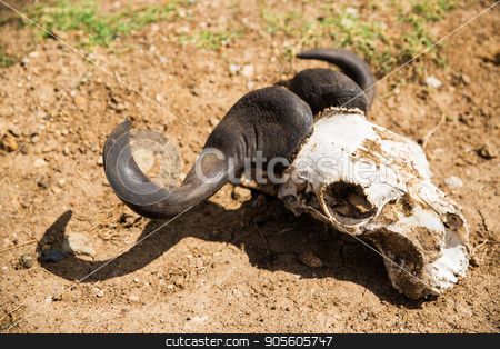 To use this stock image in your creative project, please select the size you need over to the right and click the "Add to Cart" button.
Your downloaded image will come with the Cutcaster watermark removed so don’t worry about the watermark you see on this page. wildebeest skull with horns on ground stock photo, animal corpse, nature and wildlife concept - wildebeest antelope skull with horns on ground by Syda Productions