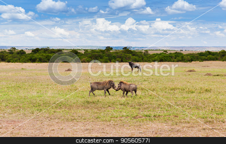 To use this stock image in your creative project, please select the size you need over to the right and click the "Add to Cart" button.
Your downloaded image will come with the Cutcaster watermark removed so don’t worry about the watermark you see on this page. warthogs fighting in savannah at africa stock photo, animal, nature and wildlife concept - warthogs fighting in maasai mara national reserve savannah at africa by Syda Productions