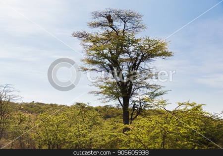To use this stock image in your creative project, please select the size you need over to the right and click the "Add to Cart" button.
Your downloaded image will come with the Cutcaster watermark removed so don’t worry about the watermark you see on this page. leopard on top of tree in savannah at africa stock photo, animal, nature and wildlife concept - leopard on top of tree in savannah at africa by Syda Productions