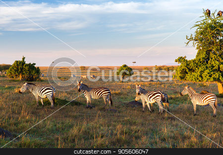 To use this stock image in your creative project, please select the size you need over to the right and click the "Add to Cart" button.
Your downloaded image will come with the Cutcaster watermark removed so don’t worry about the watermark you see on this page. zebras herd grazing in savannah at africa stock photo, animal, nature and wildlife concept - zebras herd grazing in maasai mara national reserve savannah at africa by Syda Productions