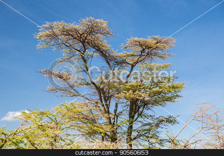 To use this stock image in your creative project, please select the size you need over to the right and click the "Add to Cart" button.
Your downloaded image will come with the Cutcaster watermark removed so don’t worry about the watermark you see on this page. acacia trees in savannah at africa stock photo, nature, environment and wildlife concept - acacia trees in maasai mara national reserve savannah at africa by Syda Productions