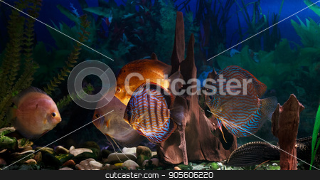 To use this stock image in your creative project, please select the size you need over to the right and click the "Add to Cart" button.
Your downloaded image will come with the Cutcaster watermark removed so don’t worry about the watermark you see on this page. Amazonian Freshwater Disks. Symphysodon stock photo, Discus - Symphysodon close-up. Freshwater fish of the Amazon by fogen