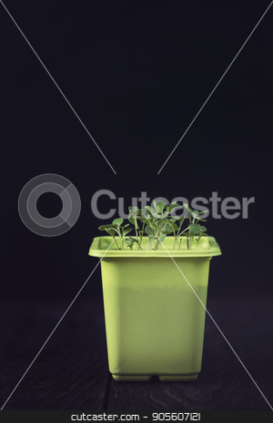 To use this stock image in your creative project, please select the size you need over to the right and click the "Add to Cart" button.
Your downloaded image will come with the Cutcaster watermark removed so don’t worry about the watermark you see on this page. Rukkola growing in a pot stock photo, Rukkola growing in a yellow pot by olinchuk