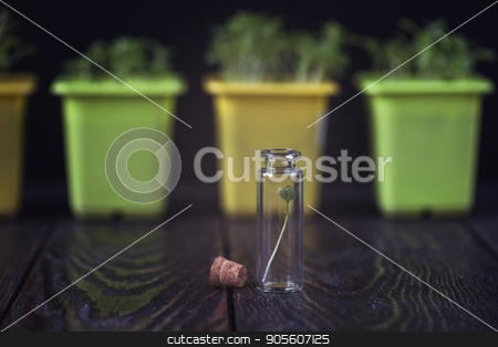 To use this stock image in your creative project, please select the size you need over to the right and click the "Add to Cart" button.
Your downloaded image will come with the Cutcaster watermark removed so don’t worry about the watermark you see on this page. Rukkola plant in a test-tube stock photo, Rukkola plant in a test-tube, plant cultivation. Biotechnology of the future by olinchuk
