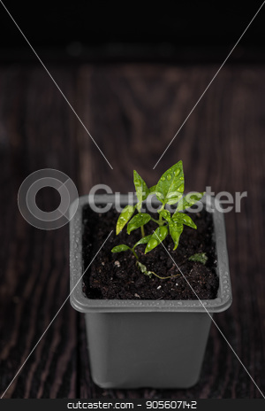 To use this stock image in your creative project, please select the size you need over to the right and click the "Add to Cart" button.
Your downloaded image will come with the Cutcaster watermark removed so don’t worry about the watermark you see on this page. Pepper growing in a pot stock photo, Pepper plant growing in a pot by olinchuk