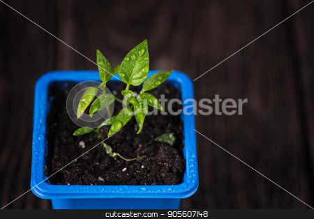 To use this stock image in your creative project, please select the size you need over to the right and click the "Add to Cart" button.
Your downloaded image will come with the Cutcaster watermark removed so don’t worry about the watermark you see on this page. Pepper growing in a pot stock photo, Pepper plant growing in a pot by olinchuk