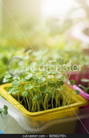 To use this stock image in your creative project, please select the size you need over to the right and click the "Add to Cart" button.
Your downloaded image will come with the Cutcaster watermark removed so don’t worry about the watermark you see on this page. Rukkola growing in a pot stock photo, Rukkola growing in a yellow pot by olinchuk