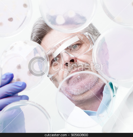 To use this stock image in your creative project, please select the size you need over to the right and click the "Add to Cart" button.
Your downloaded image will come with the Cutcaster watermark removed so don’t worry about the watermark you see on this page. Senior life science researcher grafting bacteria. stock photo, Focused senior life science professional grafting bacteria in the pettri dishes. Lens focus on researcher. by kasto