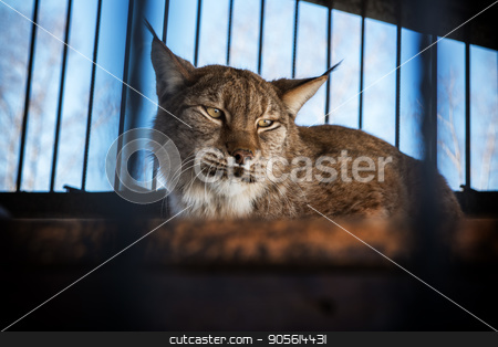 To use this stock image in your creative project, please select the size you need over to the right and click the "Add to Cart" button.
Your downloaded image will come with the Cutcaster watermark removed so don’t worry about the watermark you see on this page. Portrait of the lynx stock photo, Portrait of the lynx in a zoo by olinchuk
