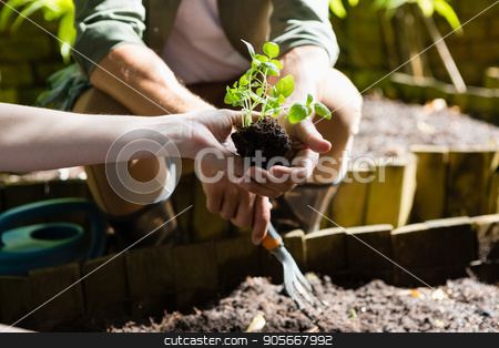 To use this stock image in your creative project, please select the size you need over to the right and click the "Add to Cart" button.
Your downloaded image will come with the Cutcaster watermark removed so don’t worry about the watermark you see on this page. Couple planting young plant into the soil stock photo, Mid section of couple planting young plant into the soil in garden by Wavebreak Media