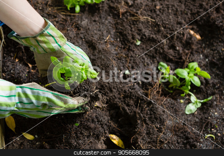 To use this stock image in your creative project, please select the size you need over to the right and click the "Add to Cart" button.
Your downloaded image will come with the Cutcaster watermark removed so don’t worry about the watermark you see on this page. Hand of person gardening in the garden stock photo, Hand of person gardening in the garden on a sunny day by Wavebreak Media