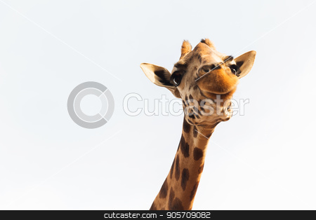 To use this stock image in your creative project, please select the size you need over to the right and click the "Add to Cart" button.
Your downloaded image will come with the Cutcaster watermark removed so don’t worry about the watermark you see on this page. giraffe in africa stock photo, animal, nature and wildlife concept - giraffe in africa by Syda Productions