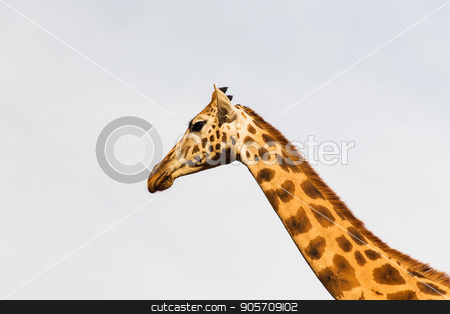To use this stock image in your creative project, please select the size you need over to the right and click the "Add to Cart" button.
Your downloaded image will come with the Cutcaster watermark removed so don’t worry about the watermark you see on this page. giraffe in africa stock photo, animal, nature and wildlife concept - giraffe in africa by Syda Productions