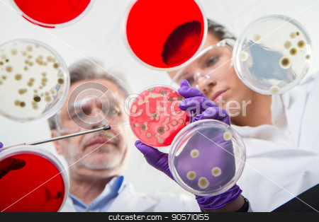 To use this stock image in your creative project, please select the size you need over to the right and click the "Add to Cart" button.
Your downloaded image will come with the Cutcaster watermark removed so don’t worry about the watermark you see on this page. Life scientists researching in the health care laboratory. stock photo, Scientists researching in laboratory, pipetting cell culture samples and serum on LB agar medium. Life science professional grafting bacteria in the petri dishes. Through the glass view. by kasto