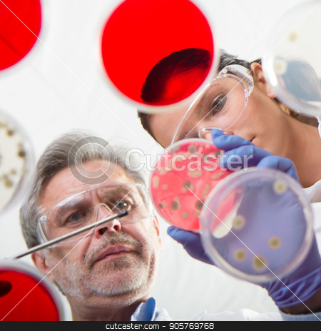 To use this stock image in your creative project, please select the size you need over to the right and click the "Add to Cart" button.
Your downloaded image will come with the Cutcaster watermark removed so don’t worry about the watermark you see on this page. Life scientists researching in the health care laboratory. stock photo, Scientists researching in laboratory, pipetting cell culture samples and serum on LB agar medium. Life science professional grafting bacteria in the petri dishes. Through the glass view. by kasto