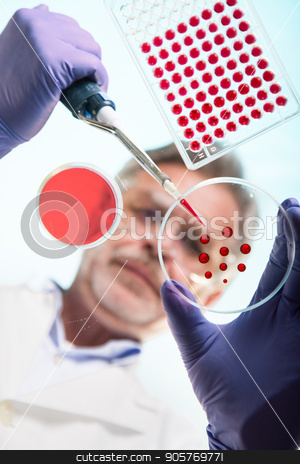 To use this stock image in your creative project, please select the size you need over to the right and click the "Add to Cart" button.
Your downloaded image will come with the Cutcaster watermark removed so don’t worry about the watermark you see on this page. Senior life science researcher grafting bacteria. stock photo, Focused senior life science professional grafting bacteria in the pettri dishes. Lens focus on the agar plate. Through the glass view. by kasto