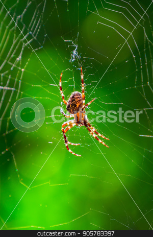 To use this stock image in your creative project, please select the size you need over to the right and click the "Add to Cart" button.
Your downloaded image will come with the Cutcaster watermark removed so don’t worry about the watermark you see on this page. Spider on spider web with green background stock photo, Spider on spider web with green background. Closeup of a brown spider isolated on green background. Spider close-up on a green background. by Sid10