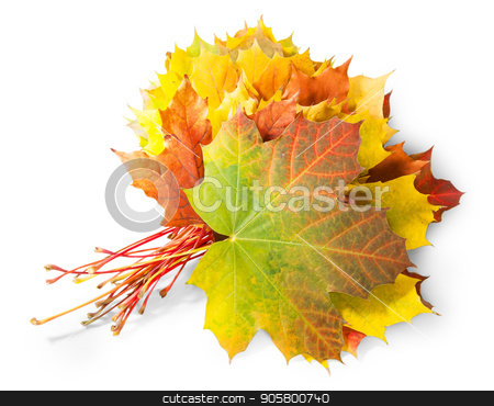 To use this stock image in your creative project, please select the size you need over to the right and click the "Add to Cart" button.
Your downloaded image will come with the Cutcaster watermark removed so don’t worry about the watermark you see on this page. Bouquet Of Autumn Leaves stock photo, Bouquet Of Autumn Leaves Isolated On White Background by Vitalii Borovyk