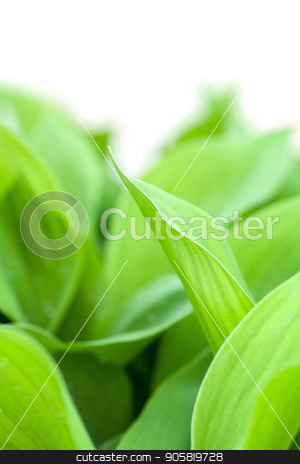 To use this stock image in your creative project, please select the size you need over to the right and click the "Add to Cart" button.
Your downloaded image will come with the Cutcaster watermark removed so don’t worry about the watermark you see on this page. leaves of young lily of the valley on white background stock photo, leaves of young lily of the valley on white background. by Sergiy Artsaba