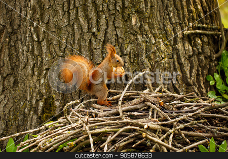 To use this stock image in your creative project, please select the size you need over to the right and click the "Add to Cart" button.
Your downloaded image will come with the Cutcaster watermark removed so don’t worry about the watermark you see on this page. Red squirrel on autumn forest. stock photo, Red squirrel on autumn forest. Squirrel with a nut by serkucher
