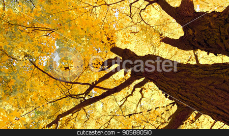To use this stock image in your creative project, please select the size you need over to the right and click the "Add to Cart" button.
Your downloaded image will come with the Cutcaster watermark removed so don’t worry about the watermark you see on this page. Maple tree in autumn stock photo, autumn maple trees closeup in autumn city park by Rokvel