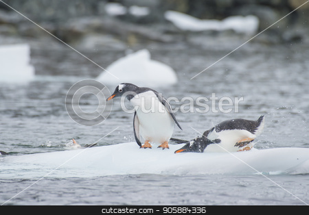 To use this stock image in your creative project, please select the size you need over to the right and click the "Add to Cart" button.
Your downloaded image will come with the Cutcaster watermark removed so don’t worry about the watermark you see on this page. Gentoo Penguins on the ice stock photo, Gentoo Penguins playn on the ice Cuvervile Island, Antarctica by Vladimir Seliverstov