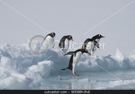 To use this stock image in your creative project, please select the size you need over to the right and click the "Add to Cart" button.
Your downloaded image will come with the Cutcaster watermark removed so don’t worry about the watermark you see on this page. Gentoo Penguins on the ice stock photo, Gentoo Penguins playn on the ice Cuvervile Island, Antarctica by Vladimir Seliverstov