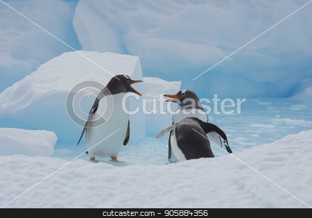 To use this stock image in your creative project, please select the size you need over to the right and click the "Add to Cart" button.
Your downloaded image will come with the Cutcaster watermark removed so don’t worry about the watermark you see on this page. Gentoo Penguins on the ice stock photo, Gentoo Penguins playn on the ice Cuvervile Island, Antarctica by Vladimir Seliverstov