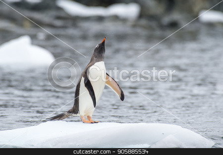 To use this stock image in your creative project, please select the size you need over to the right and click the "Add to Cart" button.
Your downloaded image will come with the Cutcaster watermark removed so don’t worry about the watermark you see on this page. Gentoo Penguins on the ice stock photo, Gentoo Penguins playing on the ice Cuvervile Island, Antarctica by Vladimir Seliverstov