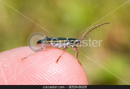 To use this stock image in your creative project, please select the size you need over to the right and click the "Add to Cart" button.
Your downloaded image will come with the Cutcaster watermark removed so don’t worry about the watermark you see on this page. Small bug sitting on a finger stock photo, Small bug sitting on a finger, selective focus by michaklootwijk