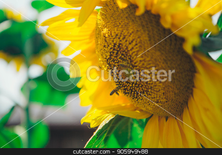 To use this stock image in your creative project, please select the size you need over to the right and click the "Add to Cart" button.
Your downloaded image will come with the Cutcaster watermark removed so don’t worry about the watermark you see on this page. Bee flies around the flower in search of honey on a hot summer day. Honey Bee pollinating sunflower. stock photo, Bee flies around the flower in search of honey on a hot summer day. Honey Bee pollinating sunflower. by aaalll3110