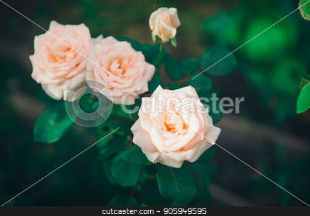 To use this stock image in your creative project, please select the size you need over to the right and click the "Add to Cart" button.
Your downloaded image will come with the Cutcaster watermark removed so don’t worry about the watermark you see on this page. the Three red roses in a garden stock photo, the Three red roses in a garden by aaalll3110