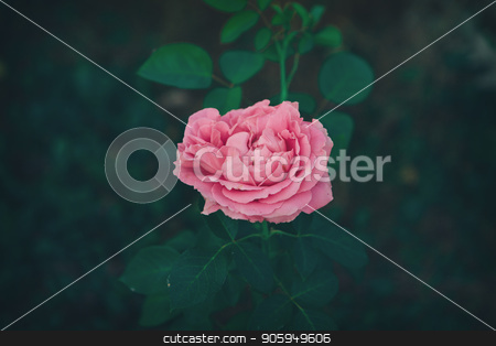 To use this stock image in your creative project, please select the size you need over to the right and click the "Add to Cart" button.
Your downloaded image will come with the Cutcaster watermark removed so don’t worry about the watermark you see on this page. the Seeds and a lightly pink lotus stock photo, the Seeds and a lightly pink lotus by aaalll3110